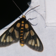 Unidentified Tiger moth (Arctiinae) at Bolivia, NSW - 5 Apr 2007 by PJH123