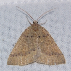 Unverified Geometer moth (Geometridae) by PJH123