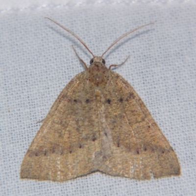 Unverified Geometer moth (Geometridae) by PJH123