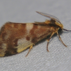 Unidentified Tiger moth (Arctiinae) at Bolivia, NSW - 6 Apr 2007 by PJH123