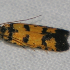 Unidentified Curved-horn moth (all Gelechioidea except Oecophoridae) at Bolivia, NSW - 5 Apr 2007 by PJH123