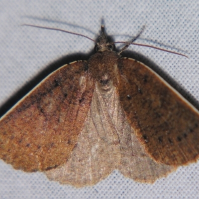 Unverified Geometer moth (Geometridae) by PJH123
