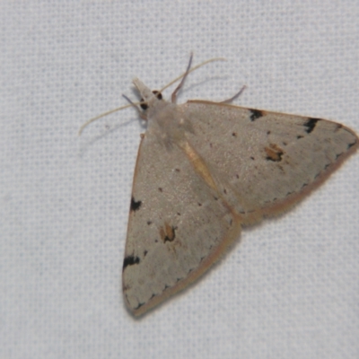 Unidentified Geometer moth (Geometridae) at Bolivia, NSW - 5 Apr 2007 by PJH123