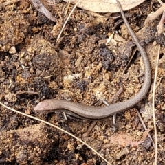 Lampropholis delicata (Delicate Skink) at O'Connor Ridge to Gungahlin Grasslands - 1 Dec 2023 by trevorpreston