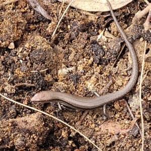 Lampropholis delicata at O'Connor Ridge to Gungahlin Grasslands - 1 Dec 2023