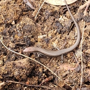 Lampropholis delicata at O'Connor Ridge to Gungahlin Grasslands - 1 Dec 2023