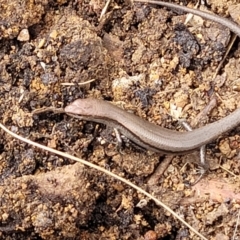 Lampropholis delicata at O'Connor Ridge to Gungahlin Grasslands - 1 Dec 2023