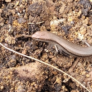 Lampropholis delicata at O'Connor Ridge to Gungahlin Grasslands - 1 Dec 2023