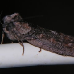 Discophlebia lipauges (Oenosandridae) by PJH123