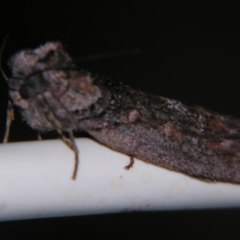 Unidentified Noctuoid moth (except Arctiinae) at Bolivia, NSW - 6 Apr 2007 by PJH123