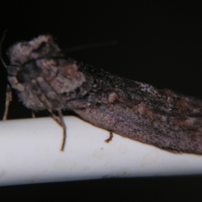 Unidentified Noctuoid moth (except Arctiinae) at Bolivia, NSW - 6 Apr 2007 by PJH123