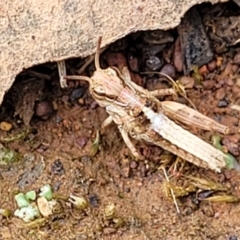 Oedaleus australis at O'Connor Ridge to Gungahlin Grasslands - 1 Dec 2023