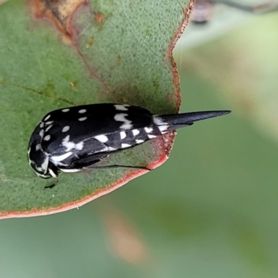 Mordella dumbrelli (Dumbrell's Pintail Beetle) at O'Connor Ridge to Gungahlin Grasslands - 1 Dec 2023 by trevorpreston