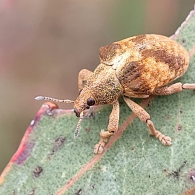 Gonipterus scutellatus (Eucalyptus snout beetle, gum tree weevil) at O'Connor Ridge to Gungahlin Grasslands - 1 Dec 2023 by trevorpreston