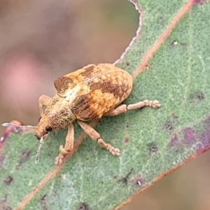 Gonipterus scutellatus at O'Connor Ridge to Gungahlin Grasslands - 1 Dec 2023 12:51 PM