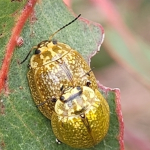 Paropsisterna cloelia at O'Connor Ridge to Gungahlin Grasslands - 1 Dec 2023