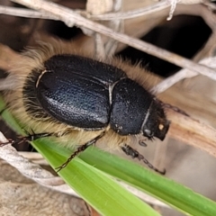 Liparetrus sp. (genus) (Chafer beetle) at O'Connor Ridge to Gungahlin Grasslands - 1 Dec 2023 by trevorpreston