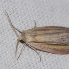 Unidentified Noctuoid moth (except Arctiinae) at Bolivia, NSW - 5 Apr 2007 by PJH123