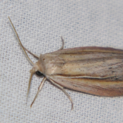 Eurypsyche lewinii (A Noctuid moth (Hadeninae) at Bolivia, NSW - 5 Apr 2007 by PJH123