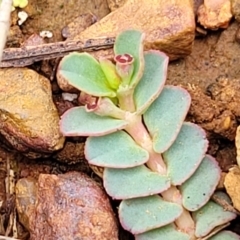 Euphorbia dallachyana (Mat Spurge, Caustic Weed) at O'Connor Ridge to Gungahlin Grasslands - 1 Dec 2023 by trevorpreston