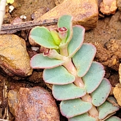 Euphorbia dallachyana (Mat Spurge, Caustic Weed) at O'Connor Ridge to Gungahlin Grasslands - 1 Dec 2023 by trevorpreston