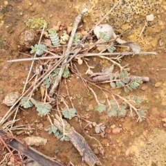 Euphorbia dallachyana at O'Connor Ridge to Gungahlin Grasslands - 1 Dec 2023