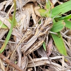 Oedaleus australis at O'Connor Ridge to Gungahlin Grasslands - 1 Dec 2023 12:44 PM