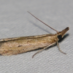 Unidentified Pyralid or Snout Moth (Pyralidae & Crambidae) at Bolivia, NSW - 5 Apr 2007 by PJH123