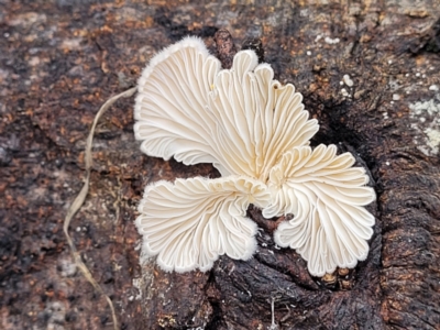 Schizophyllum commune (Split Gill Fungus) at O'Connor Ridge to Gungahlin Grasslands - 1 Dec 2023 by trevorpreston