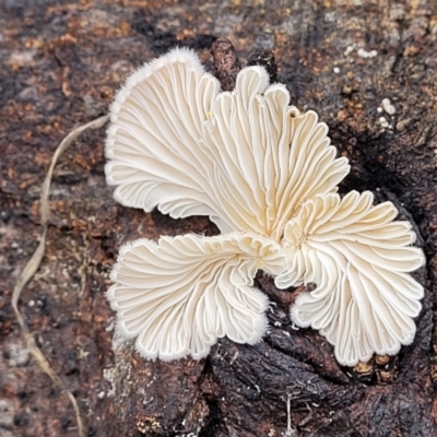Schizophyllum commune (Split Gill Fungus) at O'Connor Ridge to Gungahlin Grasslands - 1 Dec 2023 by trevorpreston