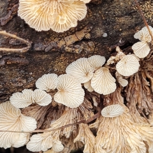 Schizophyllum commune at O'Connor Ridge to Gungahlin Grasslands - 1 Dec 2023