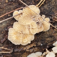 Schizophyllum commune at O'Connor Ridge to Gungahlin Grasslands - 1 Dec 2023