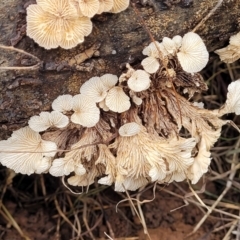 Schizophyllum commune at O'Connor Ridge to Gungahlin Grasslands - 1 Dec 2023