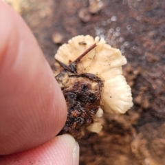 Schizophyllum commune at O'Connor Ridge to Gungahlin Grasslands - 1 Dec 2023