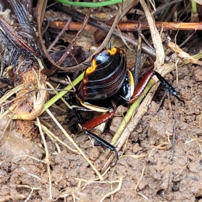 Platyzosteria similis (Red-legged litter runner) at O'Connor Ridge to Gungahlin Grasslands - 1 Dec 2023 by trevorpreston