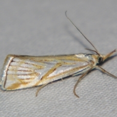 Unidentified Pyralid or Snout Moth (Pyralidae & Crambidae) at Bolivia, NSW - 5 Apr 2007 by PJH123