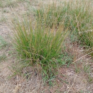 Festuca arundinacea at Jerrabomberra Grassland - 30 Nov 2023