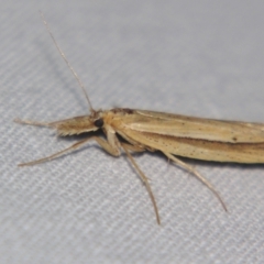 Unidentified Pyralid or Snout Moth (Pyralidae & Crambidae) at Bolivia, NSW - 5 Apr 2007 by PJH123