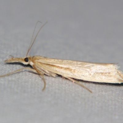 Unidentified Pyralid or Snout Moth (Pyralidae & Crambidae) at Bolivia, NSW - 5 Apr 2007 by PJH123