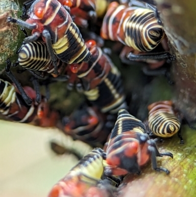 Eurymeloides pulchra (Gumtree hopper) at Holder, ACT - 1 Dec 2023 by Miranda