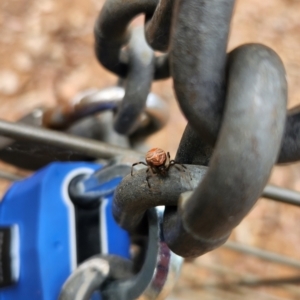 Latrodectus hasselti at ANBG - 1 Dec 2023 01:33 PM