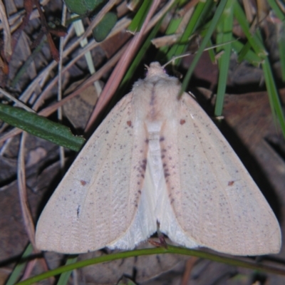 Unidentified Geometer moth (Geometridae) at Bolivia, NSW - 6 Apr 2007 by PJH123