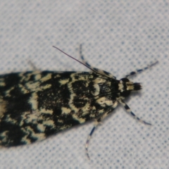 Unidentified Pyralid or Snout Moth (Pyralidae & Crambidae) at Bolivia, NSW - 5 Apr 2007 by PJH123