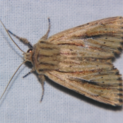 Unidentified Noctuoid moth (except Arctiinae) at Bolivia, NSW - 6 Apr 2007 by PJH123