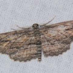 Syneora acrotypa (A Geometer moth (Ennominae)) by PJH123