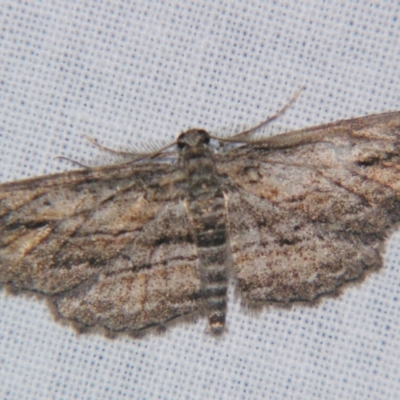 Syneora acrotypa (A Geometer moth (Ennominae)) by PJH123