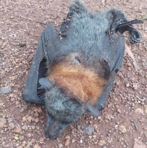 Pteropus poliocephalus at Symonston, ACT - 30 Nov 2023