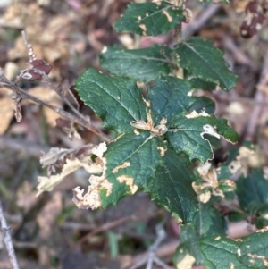 Olearia montana at Tinderry Nature Reserve - 5 Nov 2023