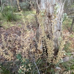 Olearia montana at Tinderry Nature Reserve - 5 Nov 2023