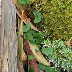 Viola hederacea (Ivy-leaved Violet) at QPRC LGA - 5 Nov 2023 by Tapirlord